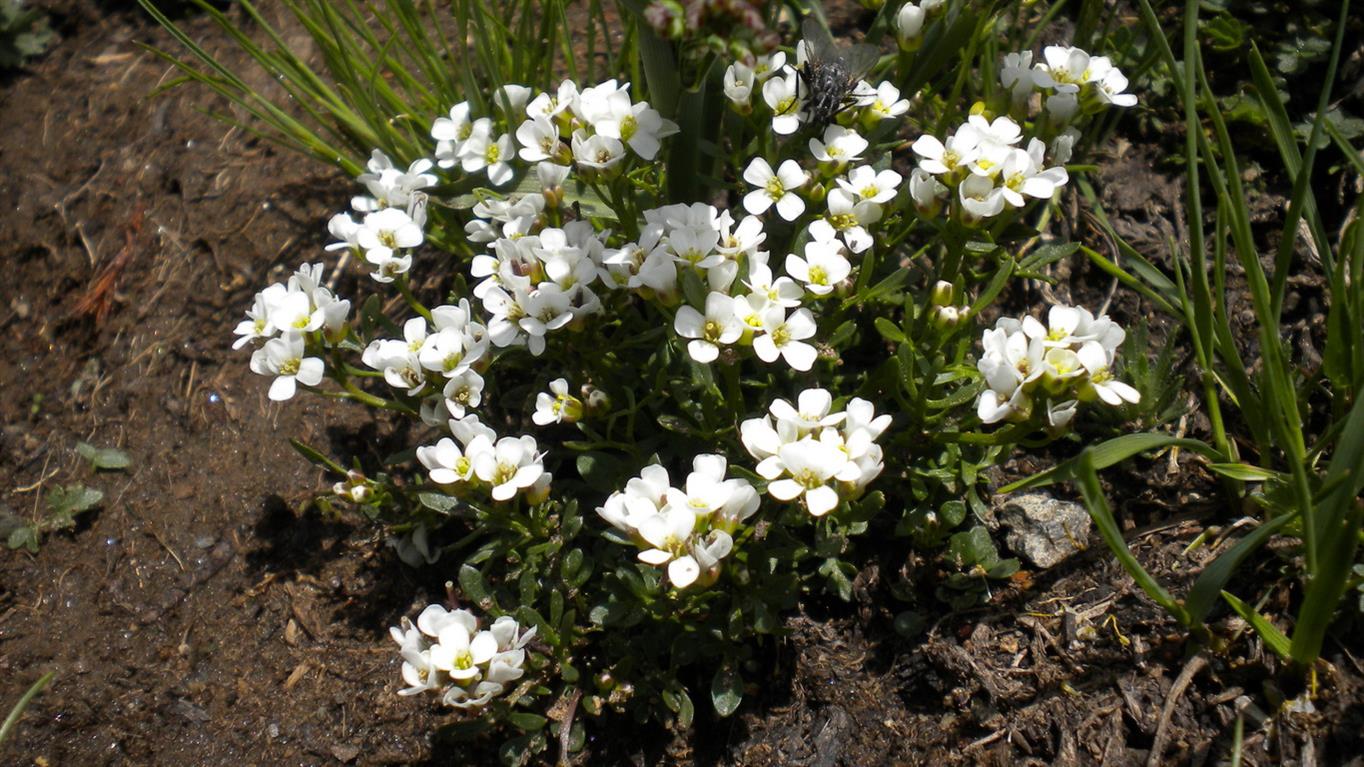 Val d''Aosta 02 - Cardamine resedifolia